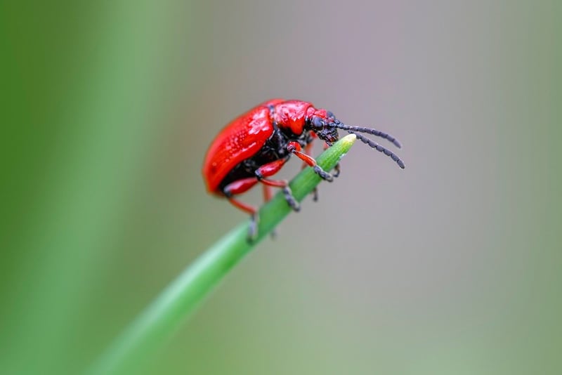 Pest control strategies